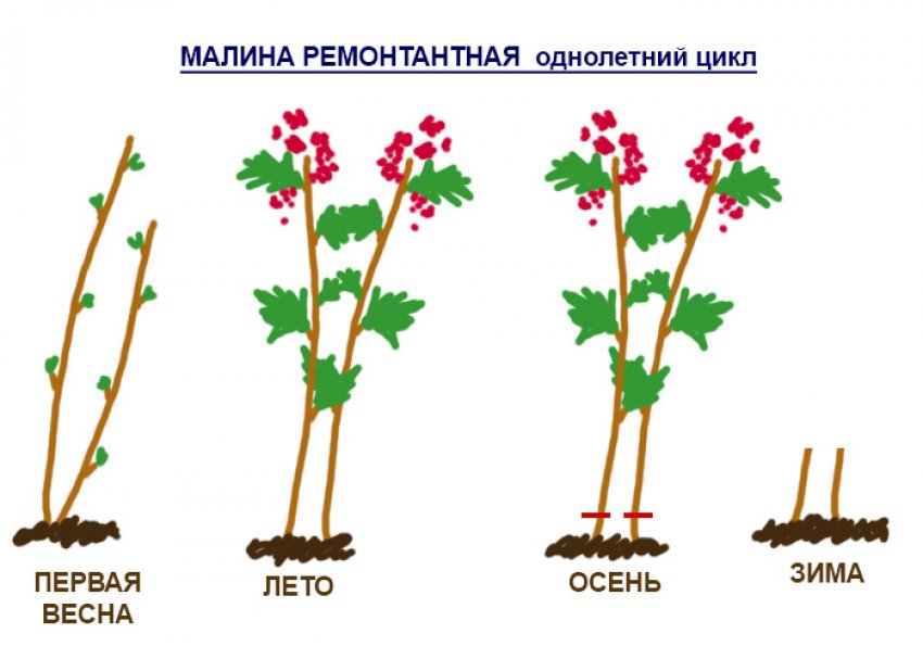 Обрізка ремонтантної малини на зиму Обрізка ремонтантної малини на зиму