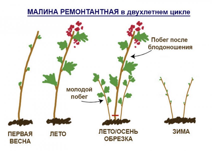 Обрізка ремонтантної малини на зиму Обрізка ремонтантної малини на зиму