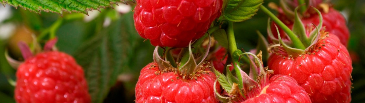 Журавлик — ранняя ремонтантная малина: уход, обрезка, урожайность