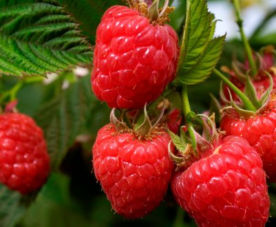 Журавлик — рання ремонтантна малина: догляд, обрізання, врожайність