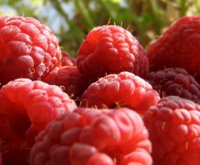 Сорти малини для Підмосков'я, середньої смуги з фото і описом, особливості агротехніки