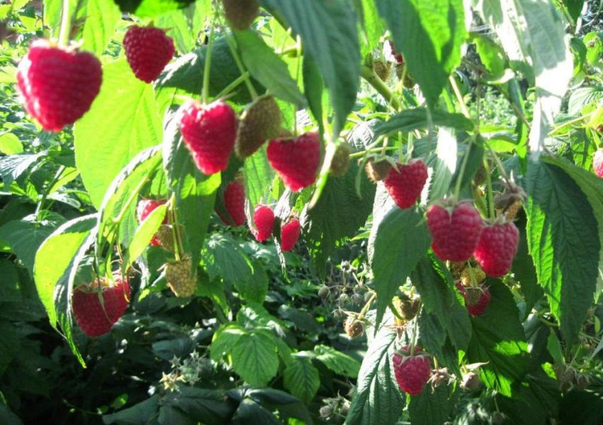 Посадка малины сорта шапка мономаха. 85523.psksy0.850. Посадка малины сорта шапка мономаха фото. Посадка малины сорта шапка мономаха-85523.psksy0.850. картинка Посадка малины сорта шапка мономаха. картинка 85523.psksy0.850. Малина Шапка Мономаха является новым ремонтантным сортом, который быстро набирает популярность среди отечественных садоводов. Эти ягоды довольно крупные и сочные. Селекционеры смогли воплотить в этом сорте все лучшие качества, которые присущи этой культуре.