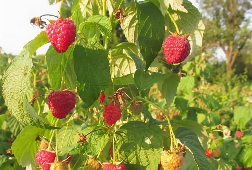 Малина Арбат Малина Арбат