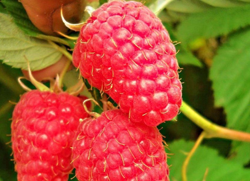 Малина Маросейка Малина Маросейка