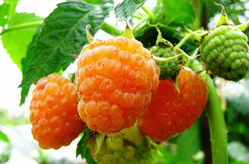 Малина Жовтий Гігант Малина Жовтий Гігант