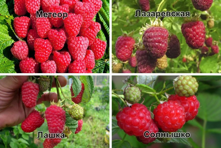 Ранньостиглі сорти Ранньостиглі сорти