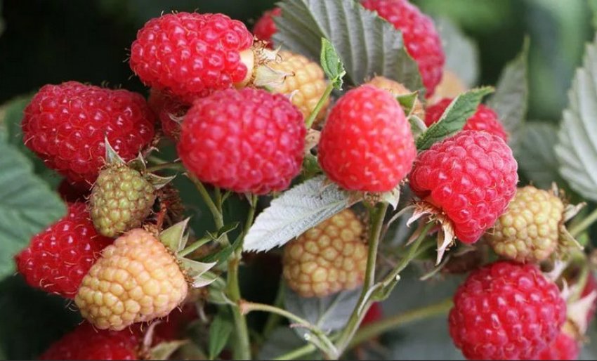 Малина Журавлик Малина Журавлик