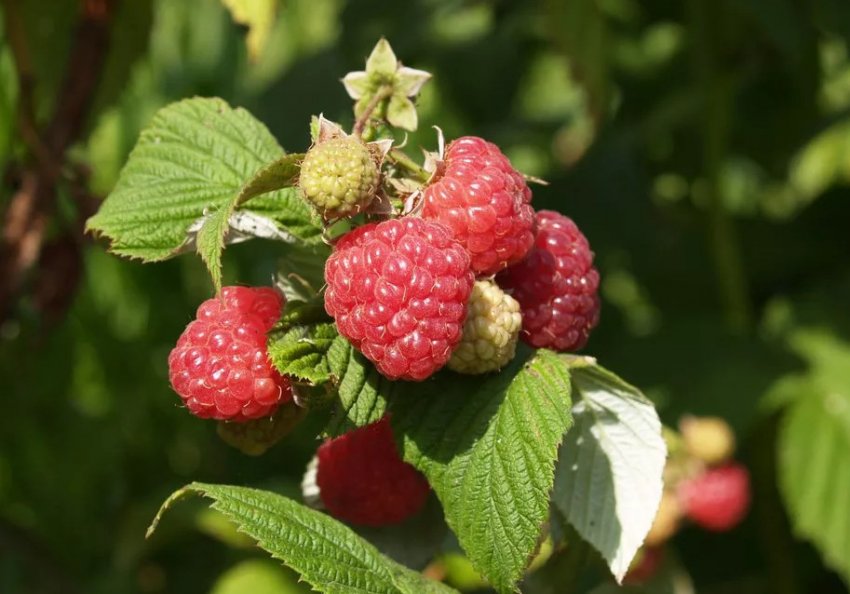 Малина Вольниця Малина Вольниця