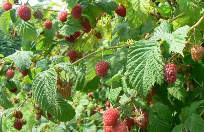 Малина Бальзам Малина Бальзам