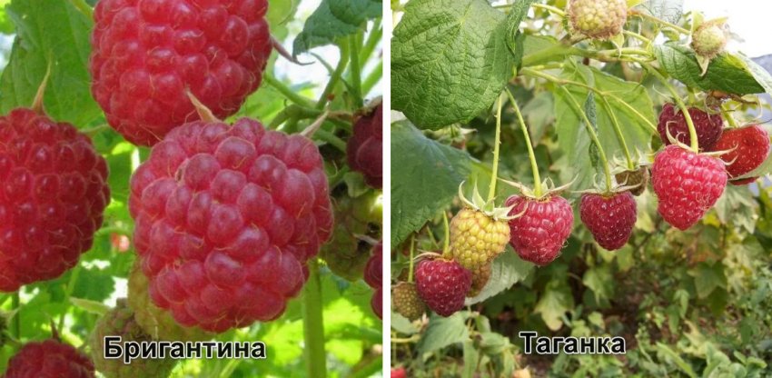 Сорти пізнього дозрівання Сорти пізнього дозрівання