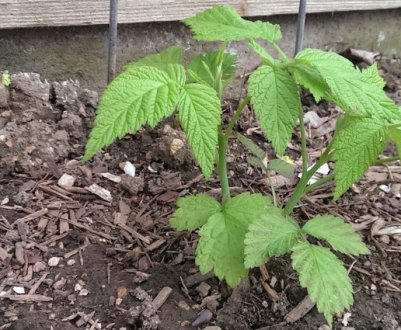 Весняна пересадка малини на нове місце: вибір місця, садивного матеріалу