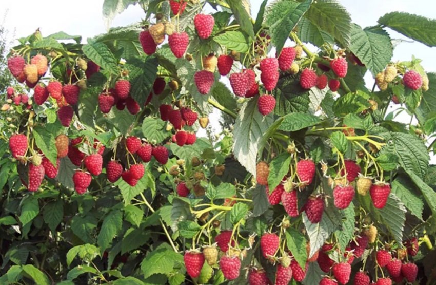 Малина Жар-птиця Малина Жар-птиця