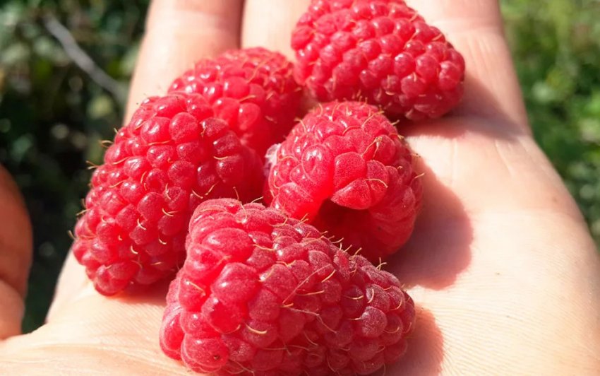 Малина Геракл Малина Геракл