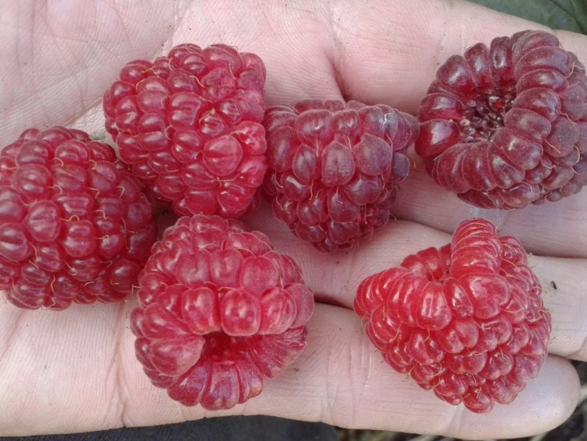 Малина Євразія Малина Євразія