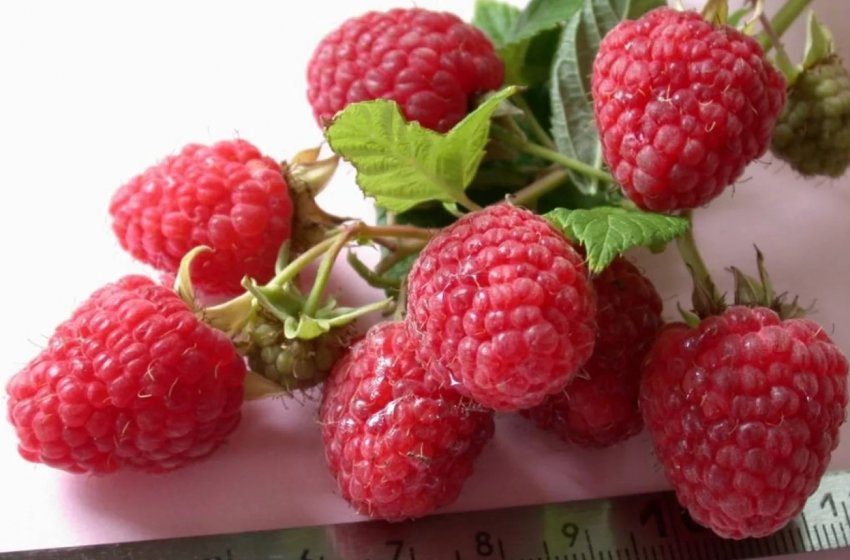 Малина Здоровань Малина Здоровань