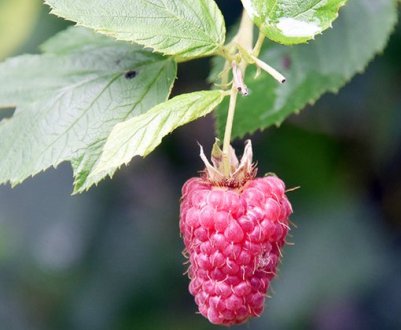 Сумісність малини з іншими рослинами, з чим не можна садити