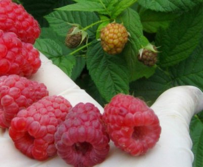 Особливості малини сорту Феномен