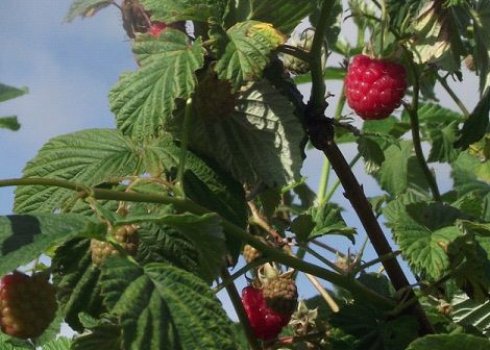 Зоренька Алтая — традиционная малина, пригодная для суровых условий