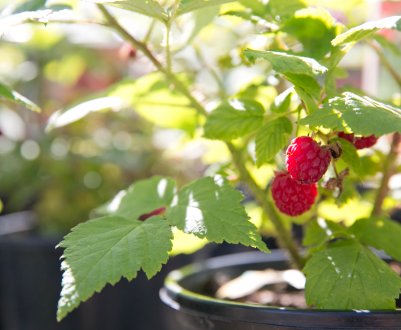 Як правильно виростити малину в старих шинах (колесах): секрети успіху