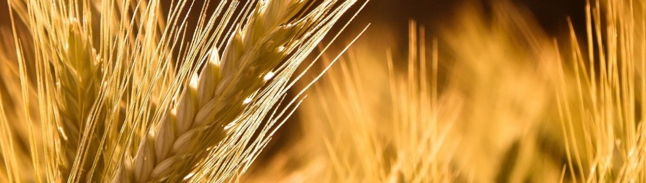 Зернові фермери Ірландії закликають до запуску преміального бренду ірландських зернових