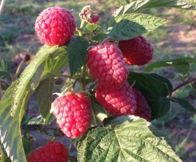 Малина сорту Патриція: характеристика, особливості агротехніки