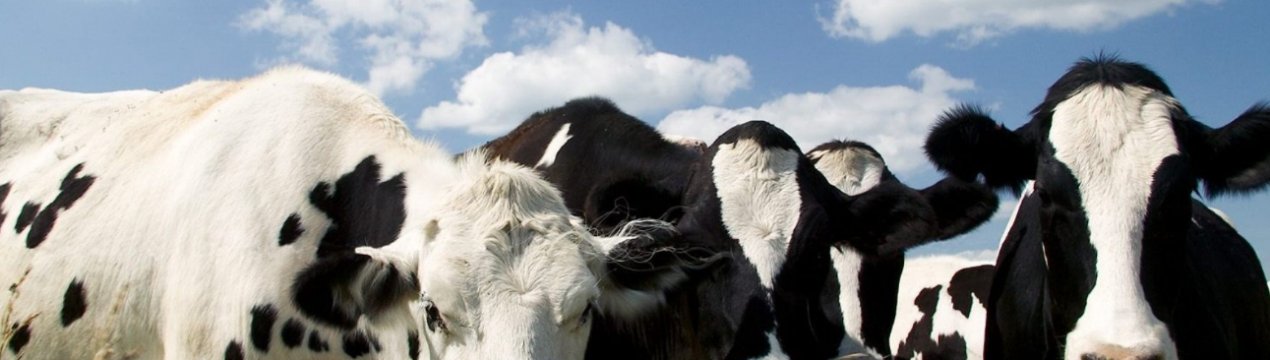 Після нетипового випадки коров'ячого сказу Бразилія призупиняє експорт яловичини в Китай