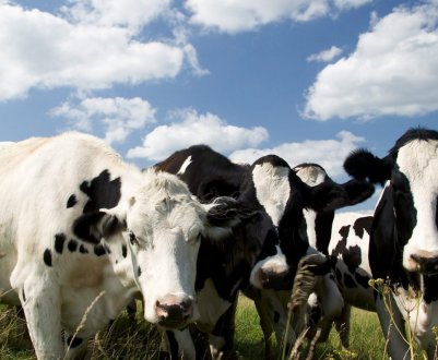 Після нетипового випадки коров'ячого сказу Бразилія призупиняє експорт яловичини в Китай 