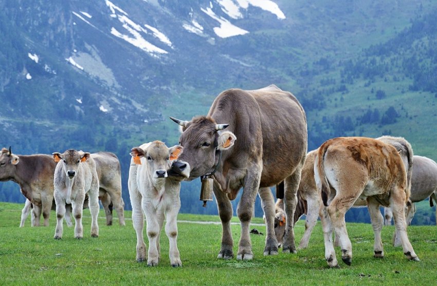 Після нетипового випадки коров'ячого сказу Бразилія призупиняє експорт яловичини в Китай Після нетипового випадки коров'ячого сказу Бразилія призупиняє експорт яловичини в Китай