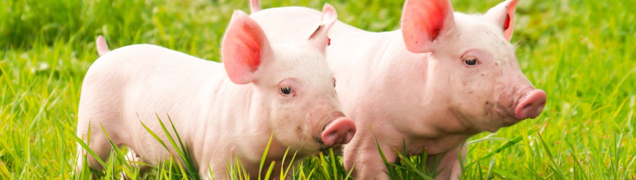 Прем'єр-міністр В'єтнаму закликав країну до «війні» проти АЧС