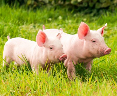 Прем'єр-міністр В'єтнаму закликав країну до «війні» проти АЧС