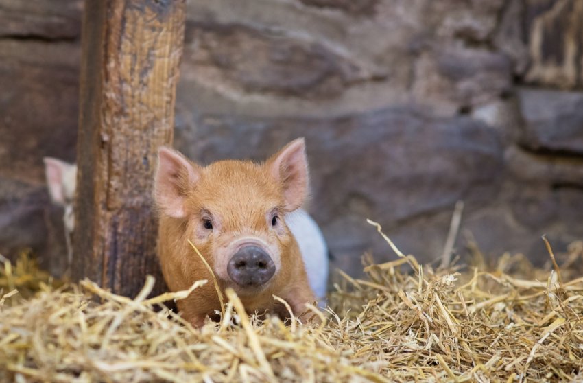 Прем[1]єтнаму закликав країну до «війні» проти АЧС