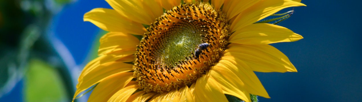 Озимі зернові в Україні розвиваються в прискореному темпі