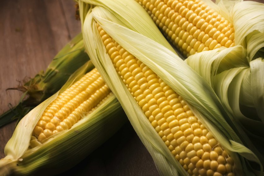 Озимі зернові в Україні розвиваються в прискореному темпі Озимі зернові в Україні розвиваються в прискореному темпі