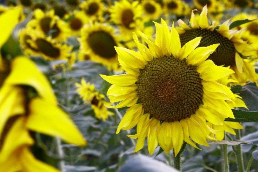 Озимі зернові в Україні розвиваються в прискореному темпі Озимі зернові в Україні розвиваються в прискореному темпі