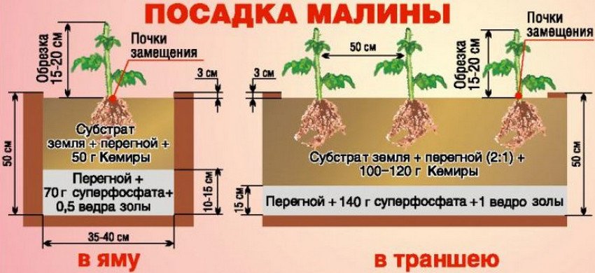Патриция бесшипный сорт малины. . Патриция бесшипный сорт малины фото. Патриция бесшипный сорт малины-. картинка Патриция бесшипный сорт малины. картинка . Садоводам, которые определяются с выбором крупноплодных сортов малины, способных выдерживать суровые российские зимы и при этом давать колоссальные урожаи, предлагаем рассмотреть сорт малины Патриция.