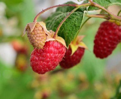 Брянське диво — сорт крупноплідної ремонтантної малини: посадка й догляд, врожайність