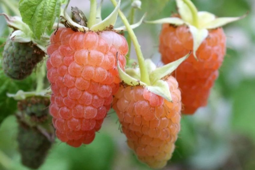 Малина Помаранчеве диво Малина Помаранчеве диво