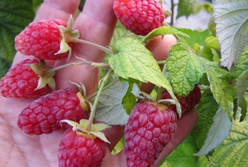 Малина Брянське диво Малина Брянське диво