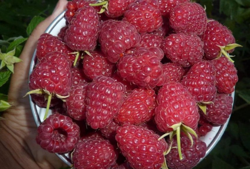 Малина Діамантова Малина Діамантова