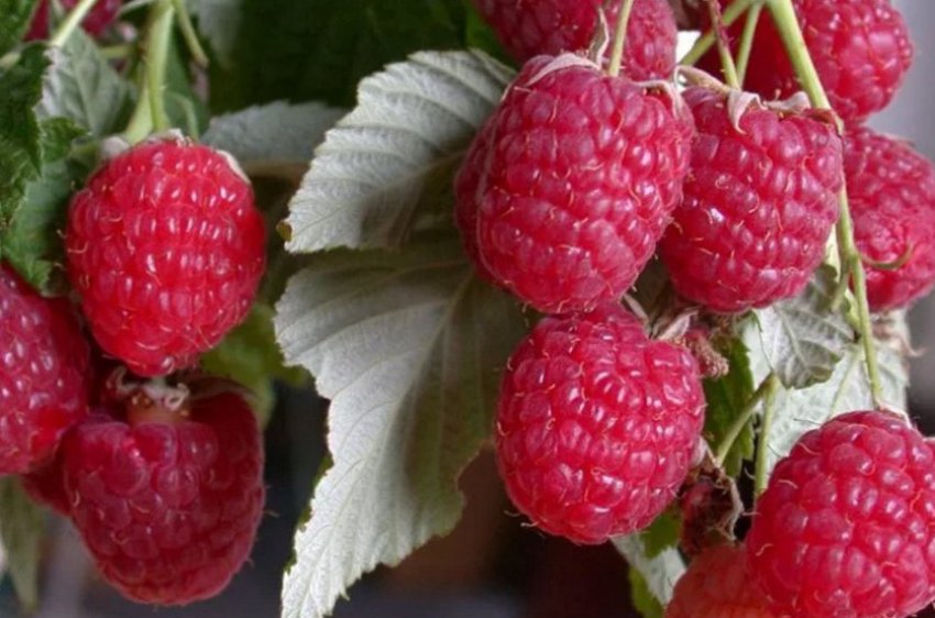 Малина Таруса Малина Таруса