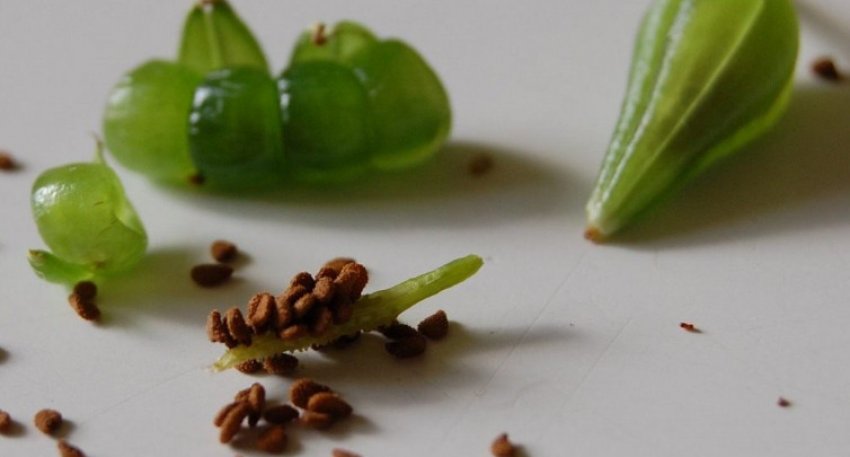 Насіння бальзаміну