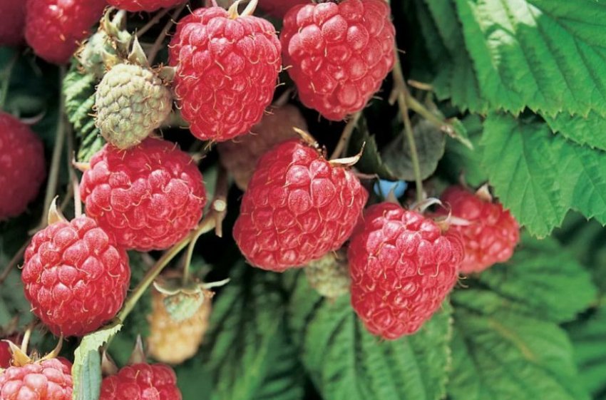 Малина Глен Ампл Малина Глен Ампл