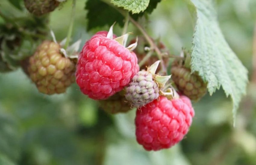 Малина Октавія Малина Октавія