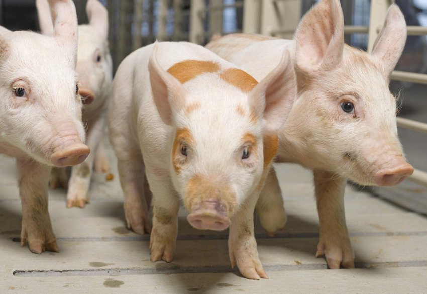 Київський фермер розводить свиней голландської селекції