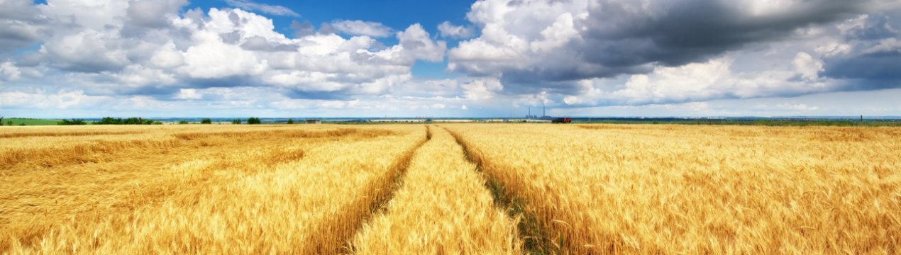 Посіви львівської компанії постраждали від дощів