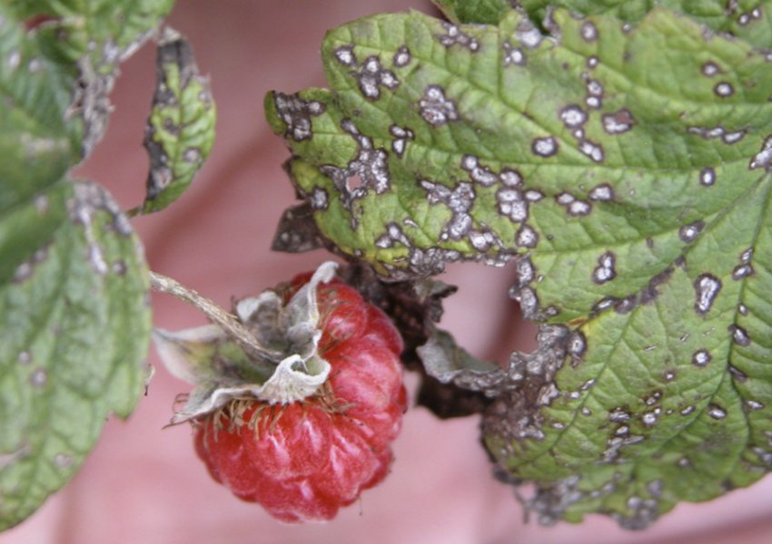 Біла плямистість малини