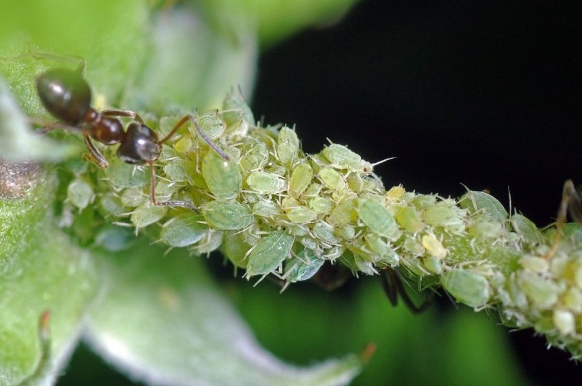 Колонія попелиці на малині