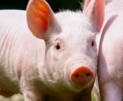 Карликова домашня свиня (міні-піг): особливості догляду та утримання