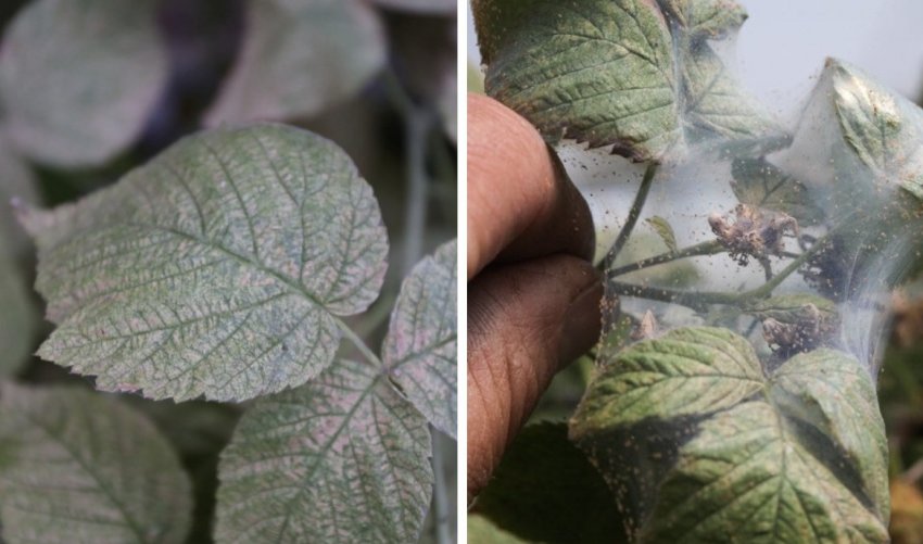 Кліщі на малині