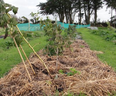 Як підготувати до зими ремонтантну малину
